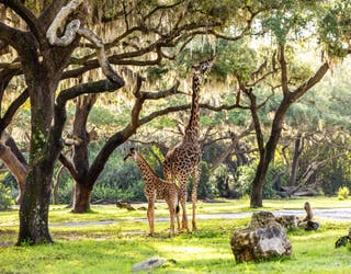 Meet Ivy, the new baby Masai giraffe at Disney's Animal Kingdom