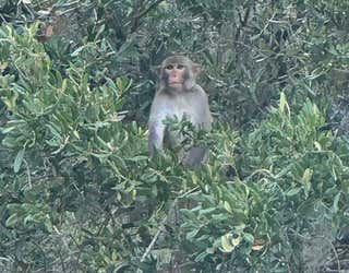 Monkey spotted near Mount Dora's Lakeside Inn as sightings