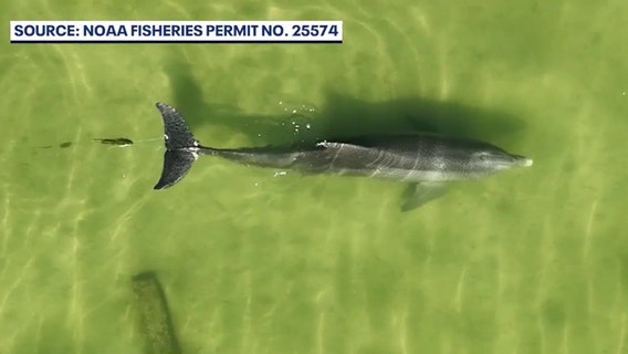 Wildlife scientists concerned with skyrocketing dolphin, fishing line cases in Indian River Lagoon