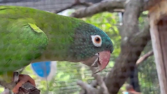 Exotic South American parrots thriving in wild colonies on Florida's Space Coast