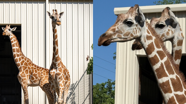 Central Florida Zoo welcomes 2 female giraffes