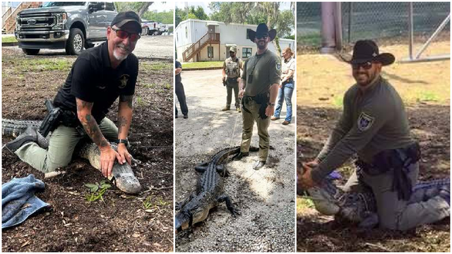 2 Flagler County deputies now certified to handle nuisance alligators safely