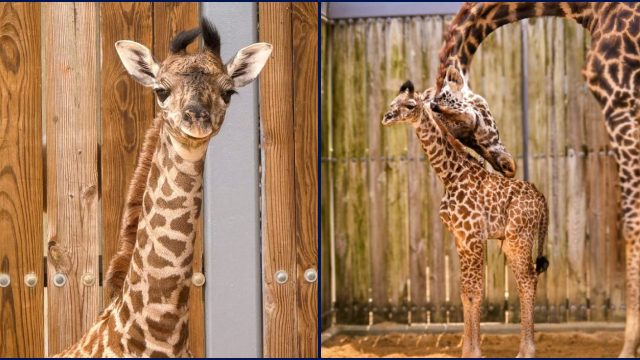 Meet Ivy, the new baby Masai giraffe at Disney's Animal Kingdom