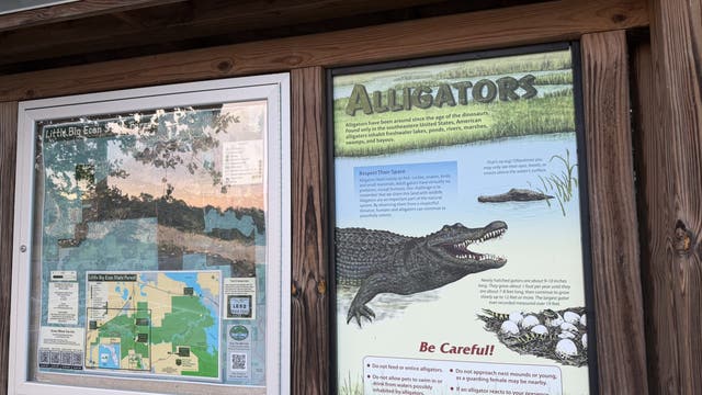 2 huge alligators killed after Florida woman dies in alligator attack, FWC says