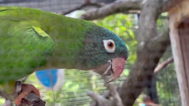 Exotic South American parrots thriving in wild colonies on Florida's Space Coast