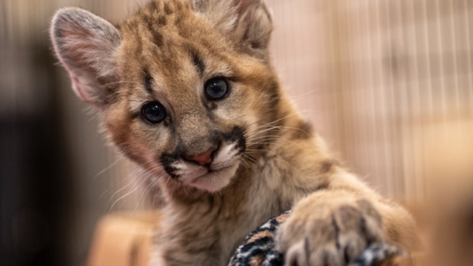 Central Florida Zoo: New summer hours, cougars cubs and animal