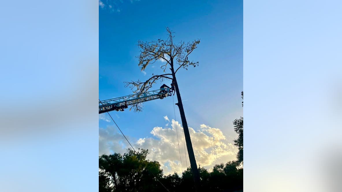 Tree worker rescued after seizure leaves him hanging upside down in DeLand