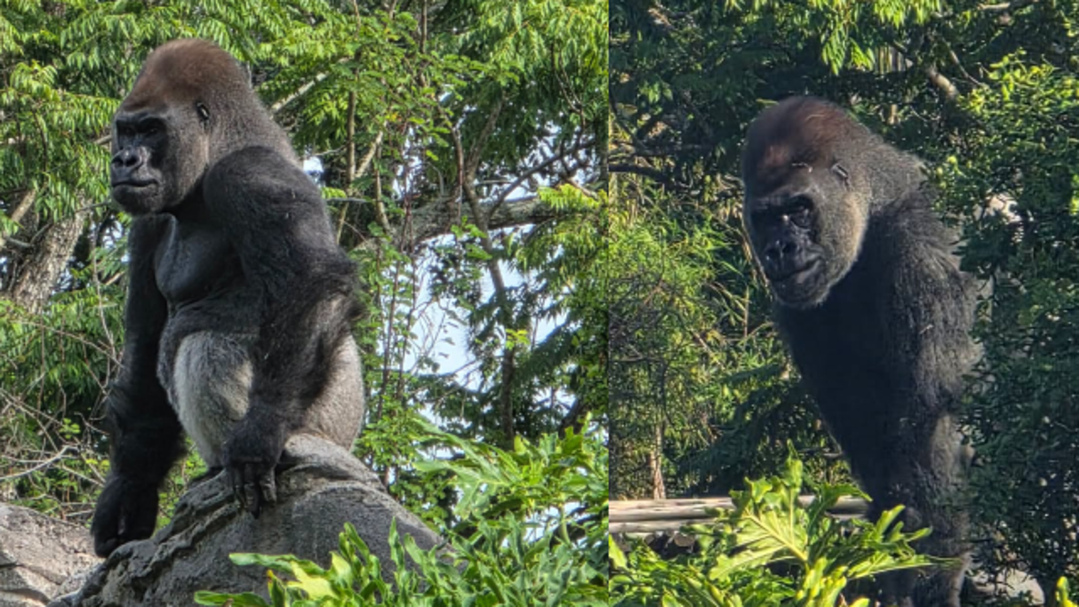 Bakari: Meet the new head gorilla at Disney's Animal Kingdom