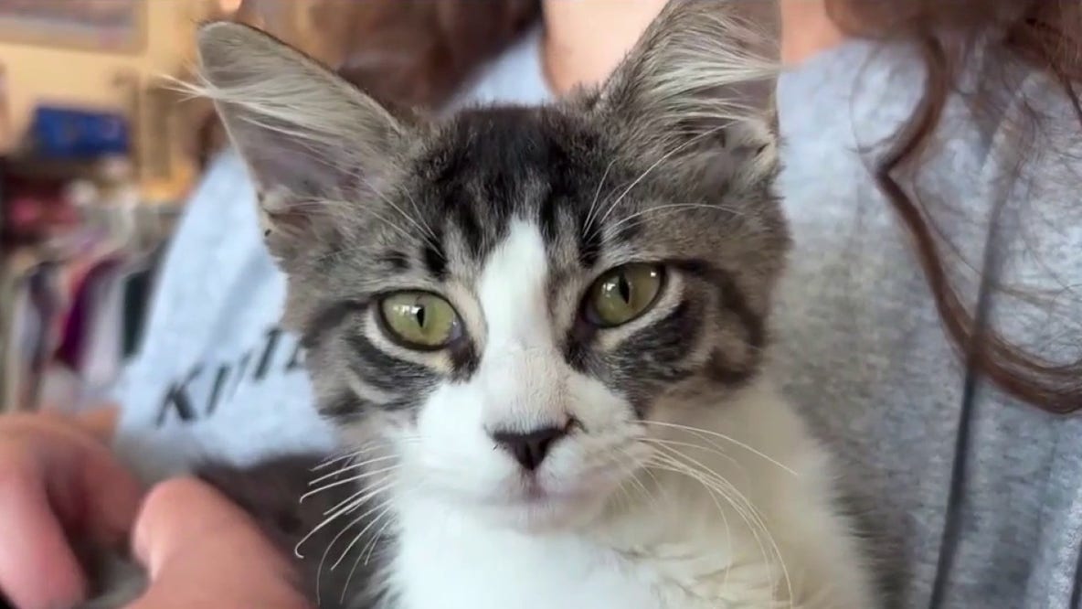 Kitten thrown from moving car into traffic in Melbourne
