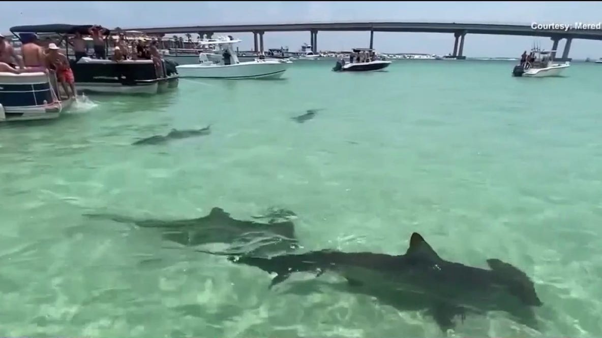 What is Lulu's Law? Shark attack alerts headed to beachgoers' phones under new Florida statute