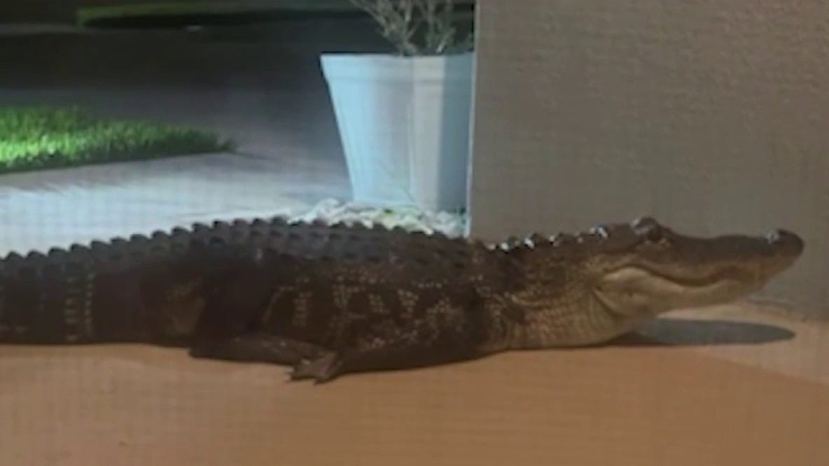 Alligator blocks Palm Bay front door, trapping family in home: ‘Jaw dropping’