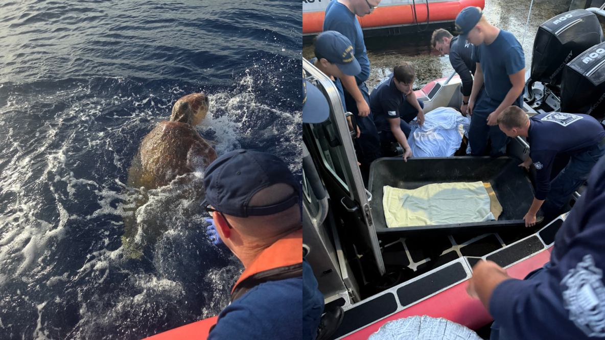 Near 300-pound distressed sea turtle rescued by U.S. Coast Guard crew in Lower Florida Keys