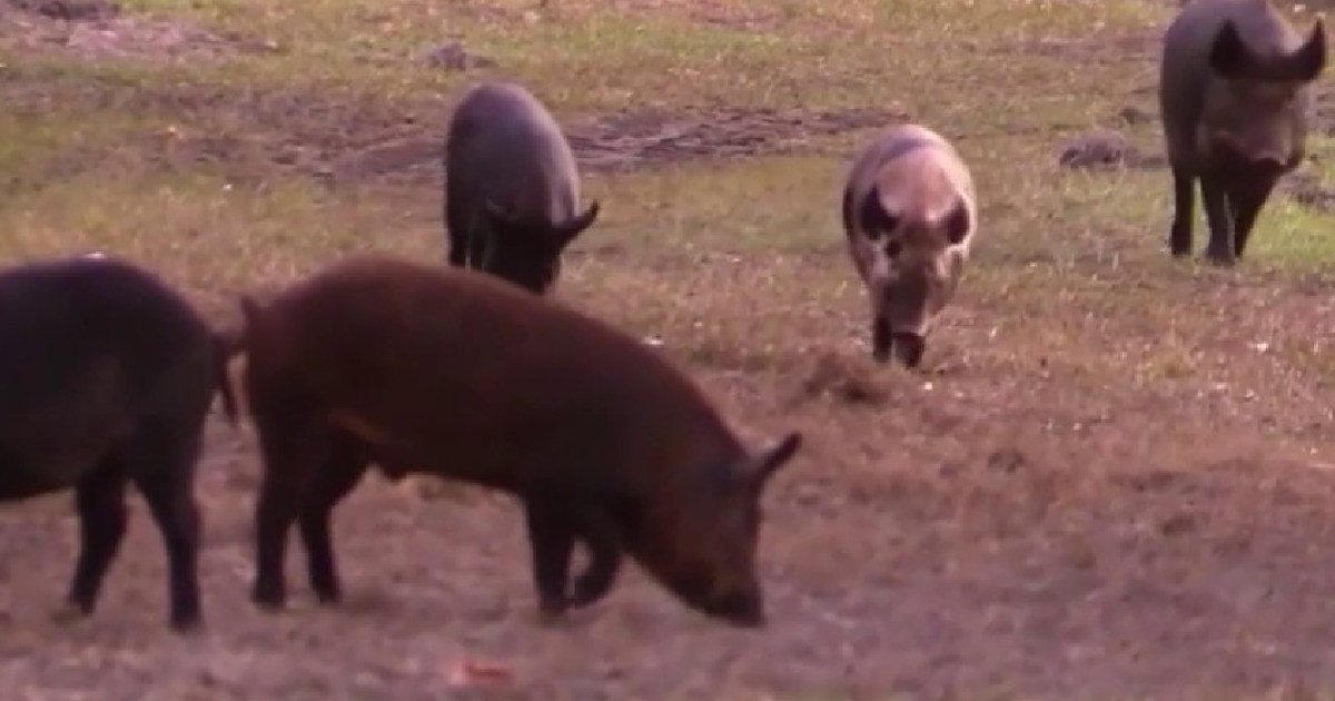 Over 50 feral hogs trapped in Edgewater: Neighborhood battle is far from over, officials say