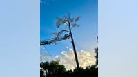 Tree worker rescued after seizure leaves him hanging upside down in DeLand