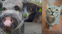 Journey's End: Volusia County animal sanctuary in desperate need of new home