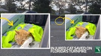 Frightened orange cat stranded on Florida freeway saved by cleanup crew