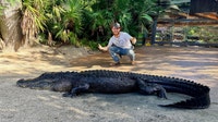 Gatorland welcomes rescued alligator after illegal feeding in the wild