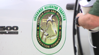 FWC needs nuisance alligator trappers in north Volusia County: How to apply