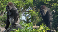 Bakari: Meet the new head gorilla at Disney's Animal Kingdom