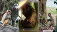 Wild monkey spotted in Mount Dora again. Here's what to know, do