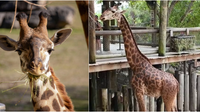 Brevard Zoo new calves: Another giraffe is expecting!