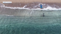 More black tip sharks moving north? Florida professor studying shark migration patterns