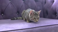 New Altamonte Springs cat café Fables & Fur blends books, coffee and adoptions
