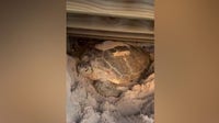 Good Samaritan helps rescue trapped sea turtle on Brevard County beach
