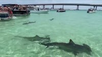 What is Lulu's Law? Shark attack alerts headed to beachgoers' phones under new Florida statute