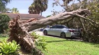 Storm uproots tree, crushes cars outside Maitland home