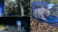 3 arrested after investigation uncovers neglect, abandonment of 74 dogs