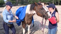 Ocala horse owners take extra precautions during extreme heat