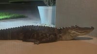 Alligator blocks Palm Bay front door, trapping family in home: ‘Jaw dropping’