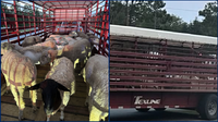 Florida man arrested for illegally importing Texas livestock amid screwworm emergency, state officials say