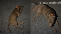 Florida deputy allegedly hit a dog in his patrol car; Brevard County sheriff launches investigation
