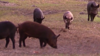 Over 50 feral hogs trapped in Edgewater: Neighborhood battle is far from over, officials say