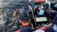 450-pound distressed sea turtle rescued by U.S. Coast Guard crew in Lower Florida Keys