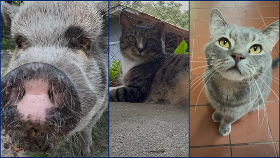 Journey's End: Volusia County animal sanctuary in desperate need of new home