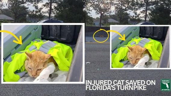 Frightened orange cat stranded on Florida freeway saved by cleanup crew
