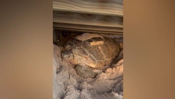 Good Samaritan helps rescue trapped sea turtle on Brevard County beach