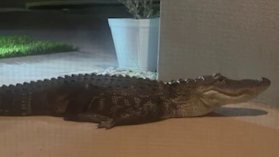 Alligator blocks Palm Bay front door, trapping family in home: ‘Jaw dropping’