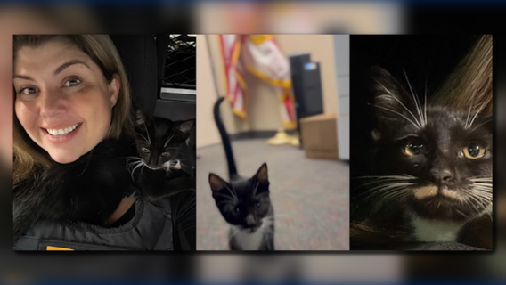 Stray kitten rescued by Florida deputy during DUI stop finds forever home