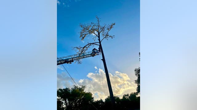 Tree worker rescued after seizure leaves him hanging upside down in DeLand