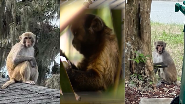 Wild monkey spotted in Mount Dora again. Here's what to know, do