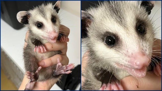 Rest in peace, Blossum: Florida Wildlife Hospital opossum ambassador dies