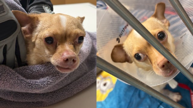 Florida dog, 'Teddy,' rescued after vest left on for 9 months grows into his skin: Sheriff