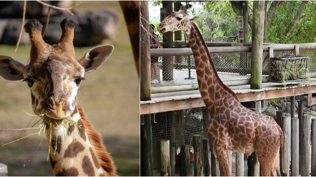 Brevard Zoo new calves: Another giraffe is expecting!