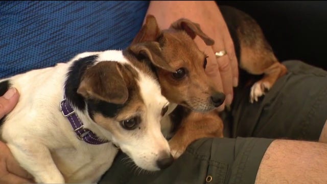 2 men charged after dozens of neglected dogs abandoned in St. Augustine, authorities say