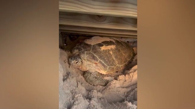 Good Samaritan helps rescue trapped sea turtle on Brevard County beach