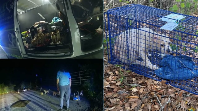 3 arrested after investigation uncovers neglect, abandonment of 74 dogs